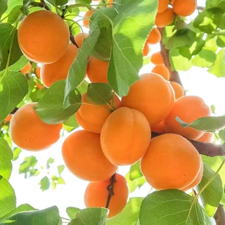 当年结果杏树树苗特大桃树嫁接早熟杏子盆栽地栽庭院南方北方