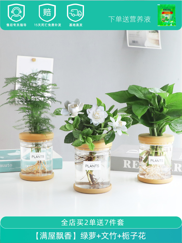 [향기 가득한 집] 포토스 + 아스파라거스 + 치자나무 (무영양액)