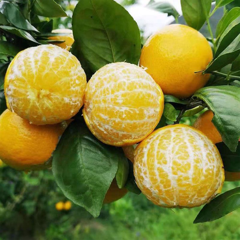 皇帝柑广西贡柑纯甜不酸橘子柑橘现摘农家当季水果特级整箱现货