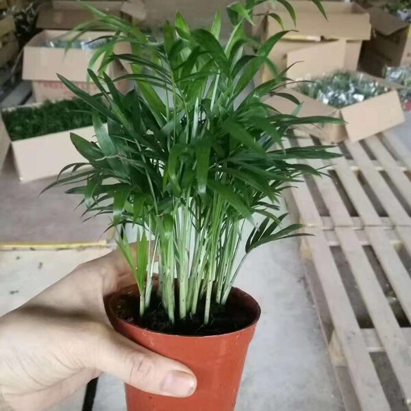 Wholesale Office Potted Green Plants 90#Pocket Coconut Pot Poor…