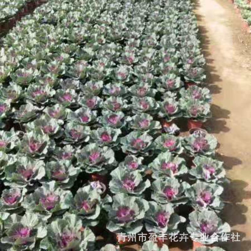 微信图片_202010301550403