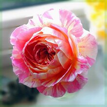 һ�����l�˄ڵ�Ī���¼�����õ���ļ����Ի�������ֲ�����Gֲ