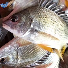 【顺丰包邮】福建东山岛海钓黄翅鱼黄立鱼冷冻黄赤黄鳍鲷鱼黄花鱼
