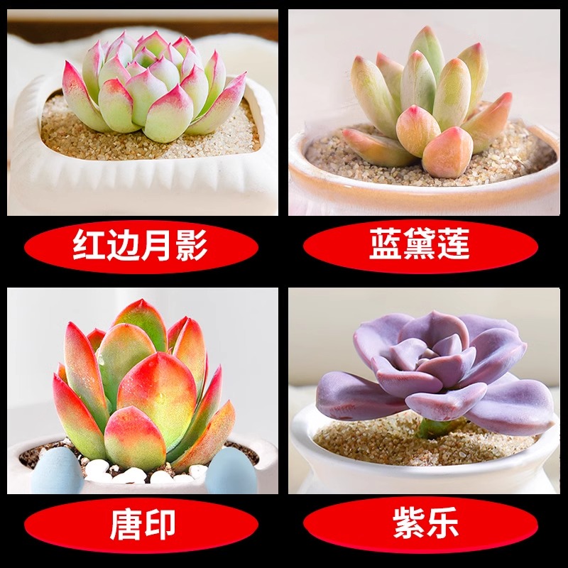 붉은 가장자리 달 그림자 + 블루 델리안 + 탕인 + 지 르