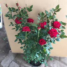 �Nޱ�����¼�����õ�����Դ󻨝���ͥԺ�̨�ٱ�ֲ�ﻨ���ļ��_��