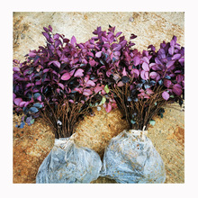 �������l�t���^ľС������r���� �ر��G������ С�� ���� �Gֲ