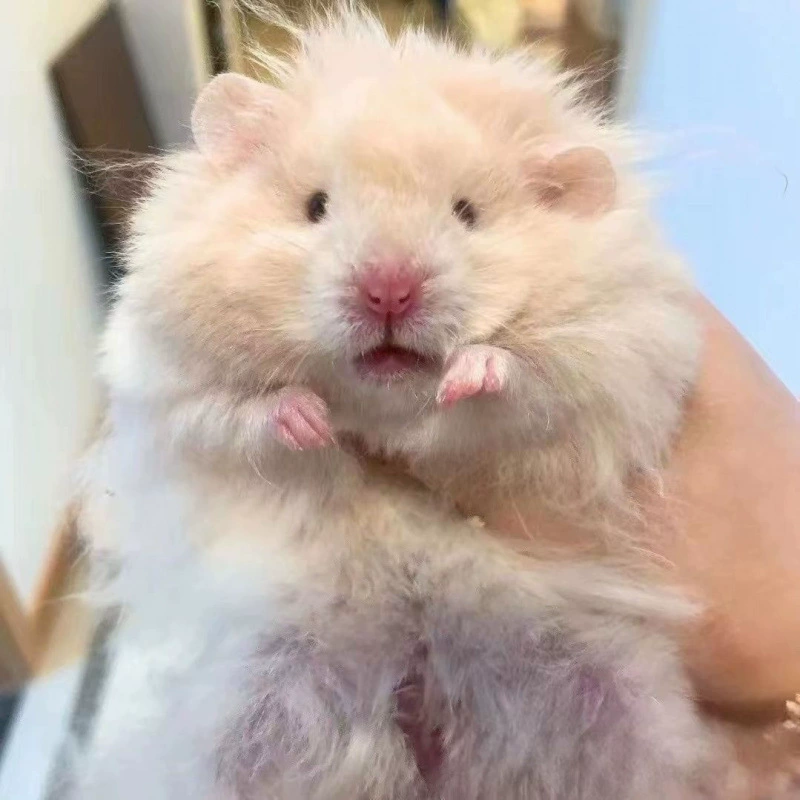 [【家养】长毛金丝熊米熊丁香肉桂纯银长卷毛金丝熊仓鼠活宠包邮]