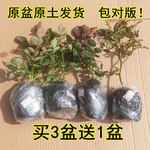Rose Seedlings, Cut Flower Seedlings, Blooming Red Juice in All Seasons, Balcony with Buds, Climbing Vines, Rose Shrubs