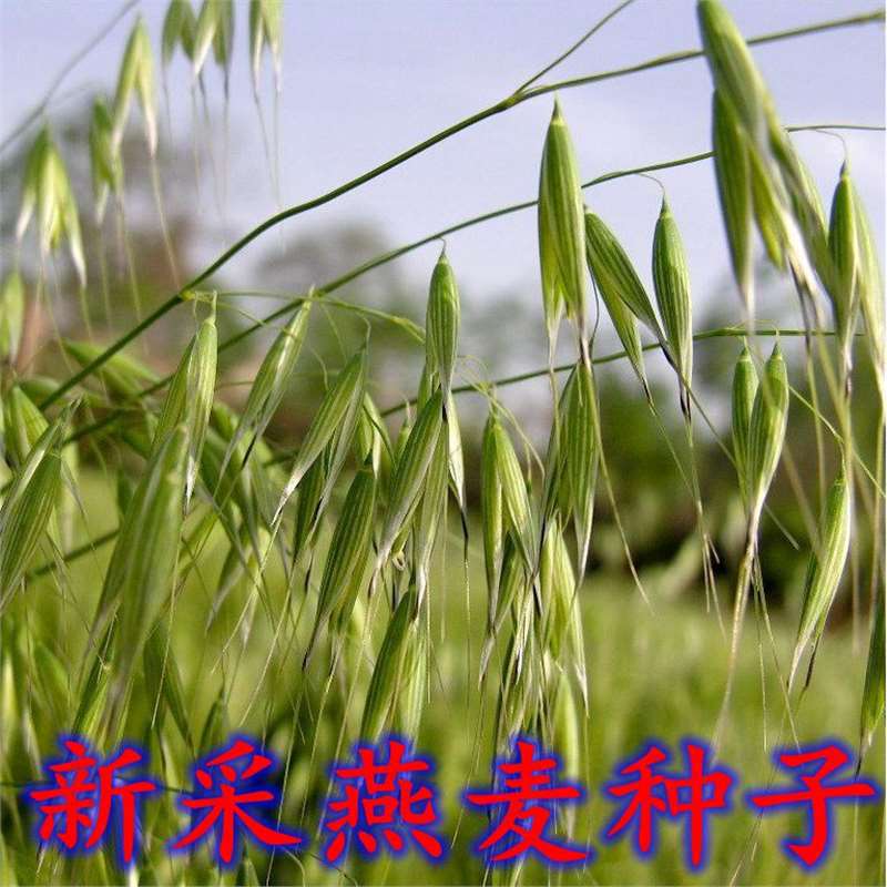 带壳燕麦种子新采燕麦籽食用皮燕麦雀麦野麦草饲用养殖牧草鱼饲料