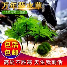 低溫水草 低溫水草批發 促銷價格 產地貨源 阿里巴巴