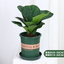 ~Կ͏d҃ȴ;GɫֲƤ~ļBС