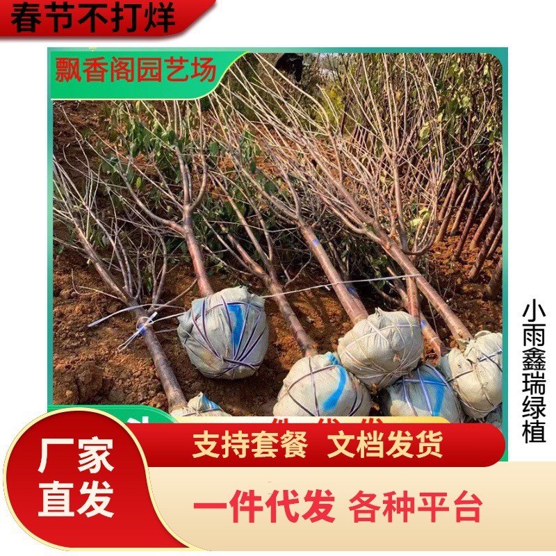 四川南方种车厘子大樱桃果树嫁接苗当年 结果双季庭院盆栽种植树