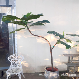 ���������������_�ۘ��R���������ͥԺ�Gֲ�Y���Gֲ�W�t�����