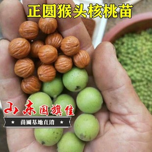 American Golden Hericium Walnut Vine Wenwan Walnut Tree Vine Hanging Fruit Four Buildings Lion Head Walnut Vine
