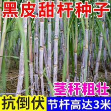 ���~���˷N���ļ��߲˷N�Ӵ�ȫ�˷N���_���N�Ӵ��~���˷N��