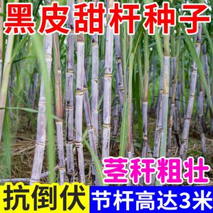 ���~���˷N���ļ��߲˷N�Ӵ�ȫ�˷N���_���N�Ӵ��~���˷N��