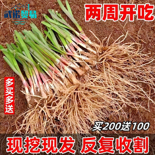 �����t�²˸���탲˸�1000�w����ʳ���̨�N��300�w�²˸����~��