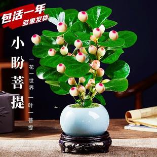 Small Bodhi Tree Potted Plant with Fruits, Old Stump Bonsai, Office Green Plant, Living Room Desktop Plant, Indoor Zen Ornament