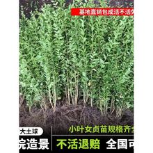 金叶女贞小叶女贞树苗篱笆四季常青不落叶包成活庭院植物绿化苗木