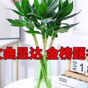 �Ĳ��񎧸��ɻ����^�����F��ˮ��ֲ���k���҃�ˮ�B�Gֲ�����՚�