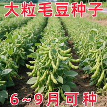 ����߮a�ļ�ë���N�Ӱ��U�ش������S���N���r�ҷ��D�����߲˷N��