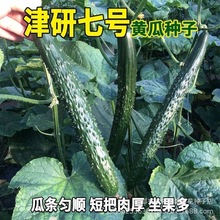 津研7号水黄瓜绿瓤心肉水果春秋四季水果黄瓜蔬菜青瓜苗孑