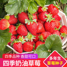 四季奶油大草莓种籽子丹东99水果蔬菜盆栽花种孑室内外阳台易结果