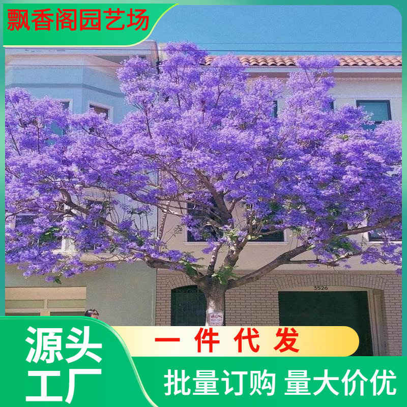 一件代发蓝花楹树苗珍贵名树庭院绿化苗木南方种植观赏凤凰花木风