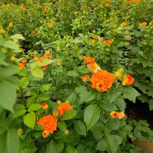 �����¼��̨����ͥԺ����t���G�tɫ���^�������t�G��������