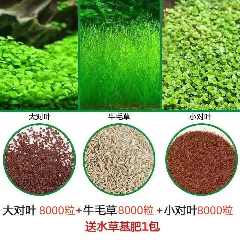 수초머드 0.25kg - 크고 작은 잎 쌍 + 소털 8000개 + 그릇연꽃 5개