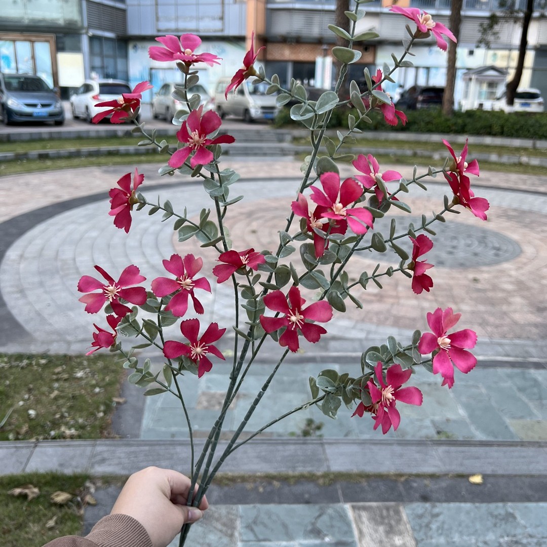 Multi-cabeza salvaje Begonia Rose Red
