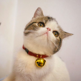 MEOW �����Ʒ�Ȧ��K؈�乷����С��Ȯ�����u׃����؈��