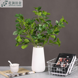 �S��ֱ�N����ֲ���֦3���Sͩ�~�Ә�֦��辕��������b[�Ų廨