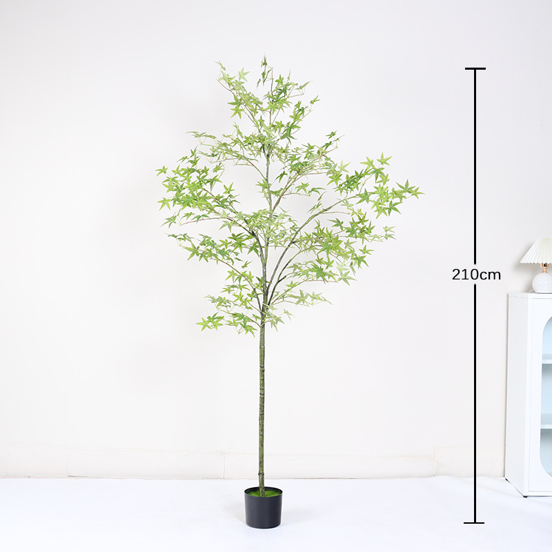 Mini planta en maceta de hoja de arce verde regular 210cm (con maceta negra)