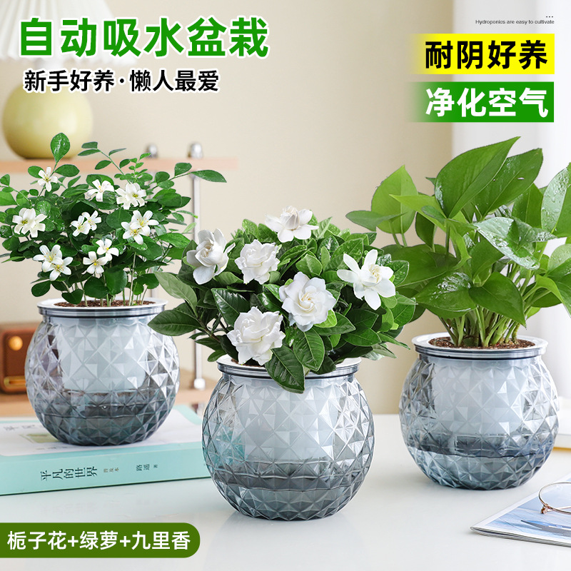 [인기 패키지] 치자나무 + 포토스 + 구리샹