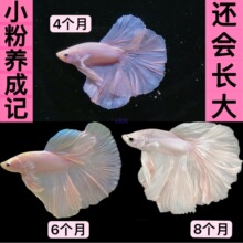 ̩�����~�^�p�~����~�Ꭷ���B�ͻ��wС���~�׵�ˮ������