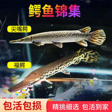 肉食鱼 肉食鱼品牌 图片 价格 肉食鱼批发 阿里巴巴