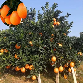 园林果树;灌木;乔木