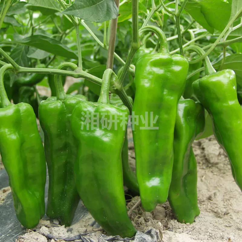湘研大果99辣椒种子 春秋早熟微辣皮薄质脆嫩粗牛角泡椒蔬菜种子