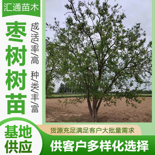 Live Jujube Seedlings, Winter Jujube Grafting, North and South Planting, Courtyard Gourd Jujube Tree, Fruit Tree and Fruit Seedlings Are Available from the Manufacturer