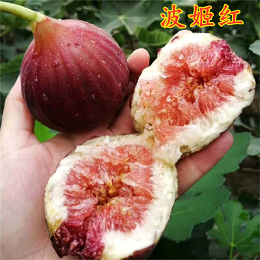 Jumbo Fruit Golden River Fig Рассада UCR278-128 Рис Рассада Бассейн Посадка Север Юг Посадка