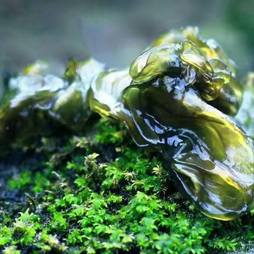 Ground moss, soft ground, mushroom ground, black fungus, dry vegetables, ecological soil specialty, factory direct sale, live stream same version, agent distribution