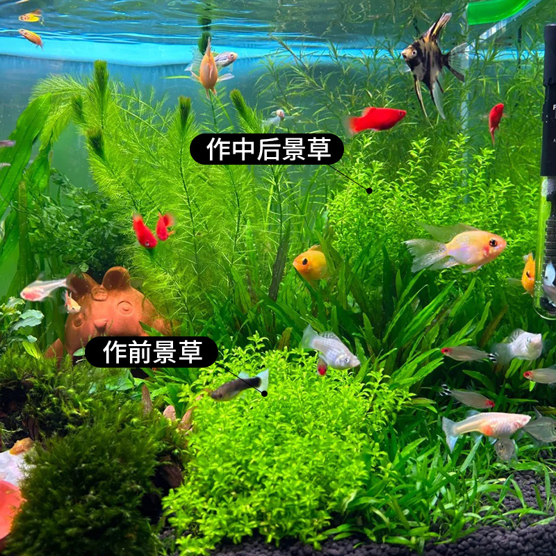 商品图