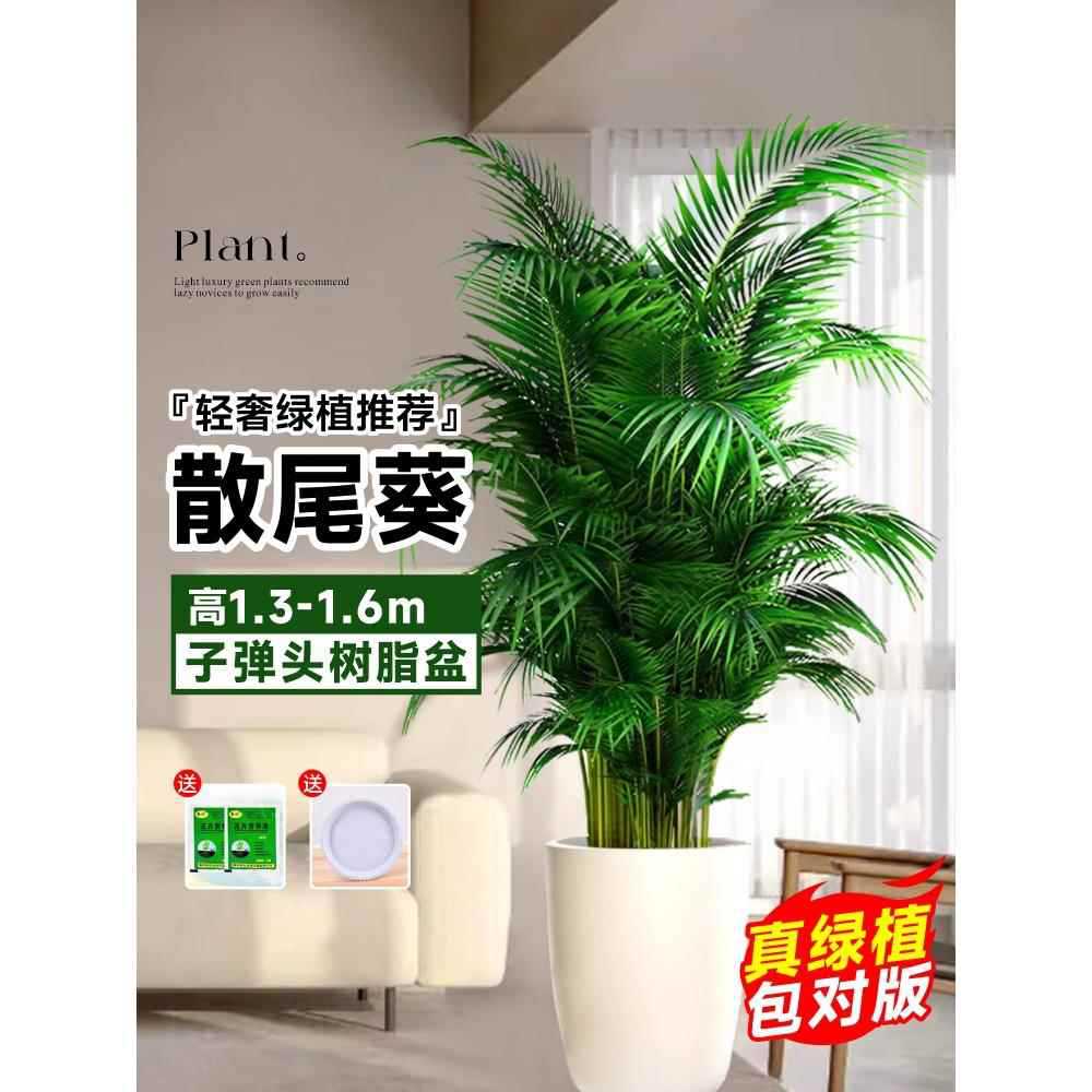 [인기 판매 추천] 고품질 느슨한 꼬리 해바라기 높이 1.3- 1.7m 그루☆총알수지 세면대 + 무료배송 트레이 [택배] Yuepet