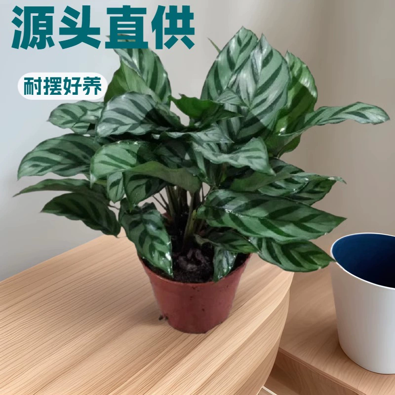 Производители источника поставляют офисные мини-Горшки забавные комнатные зеленые растения A110 Cup Leaf arroroot