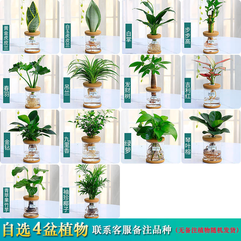 グリーンラタン水耕栽培ホルムアルデヒド除去鉢植え金のなる木ミント富竹屋内花緑植物オフィスグリーンラタン|undefined