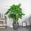 Turtle Bamboo Pot Potted Green Plants indoor living room Four Seasons Evergreen Large Leaf Hydroponic Plants