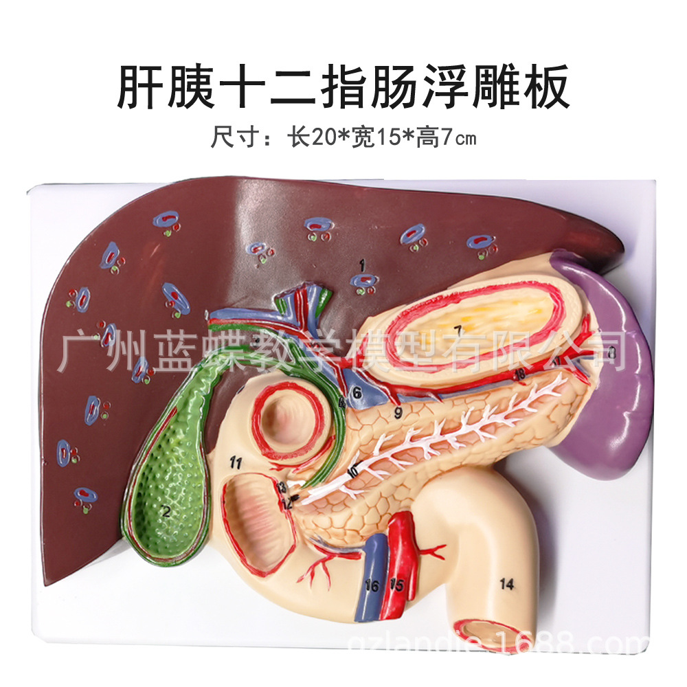 �ε���ʮ��ָ��θ�ṹģ�� ������ҽѧ ����ʮ��ָ��ģ��