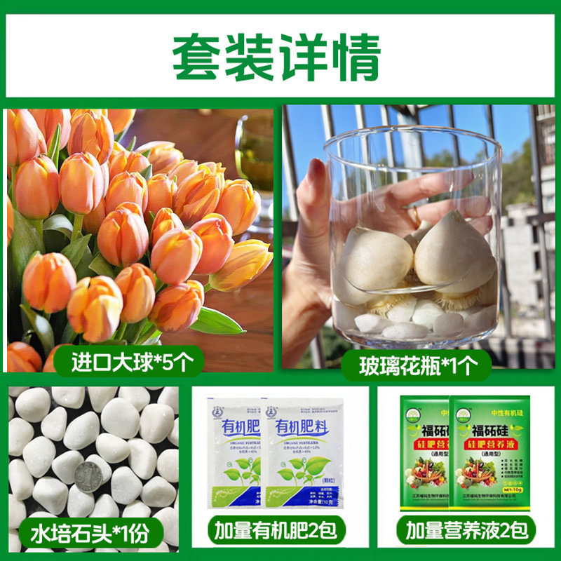 Round bottle hydroponic kit: a22 goddess tulip 5 large bulbs + 2 nutrient solutions + 2 fertilizers + glass bottle + pebbles