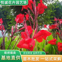 红花美人蕉园林工程绿化植物四季盆栽水生花卉气味芳香室内美人蕉